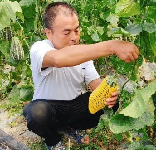 吃瓜群众宠物模版,揭秘萌宠们的趣味生活瞬间