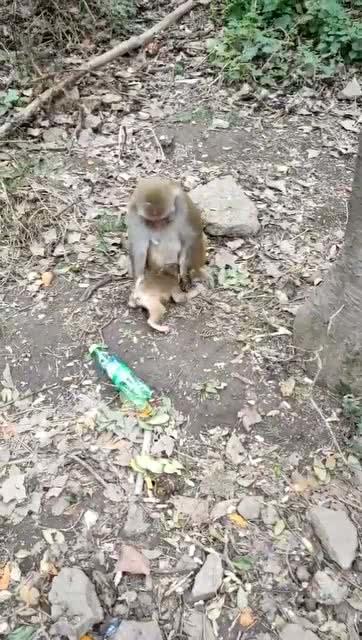 奶猴吃瓜,一场甜蜜的夏日食趣之旅