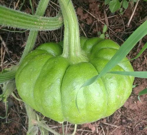 那些姜吃瓜的人,揭秘娱乐圈背后的故事