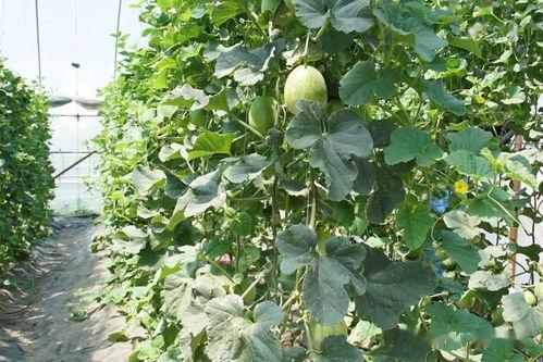 全清祖吃瓜,揭秘娱乐圈背后的秘密与八卦