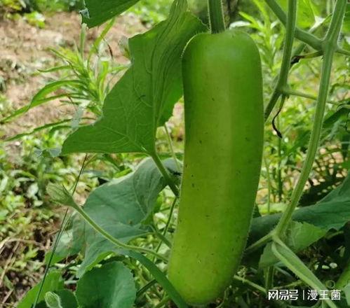 夏天傍晚吃瓜,夏日黄昏瓜香四溢