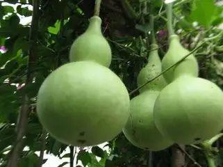 可以吃的葫芦瓜
