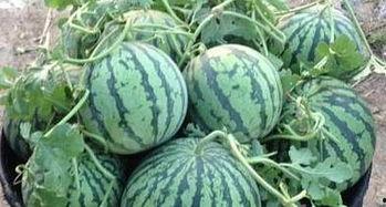 吃瓜社区官方,官方视角下的热门事件追踪与深度解读