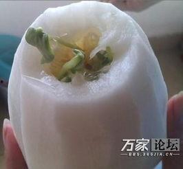 芽瓜包水交吃,探寻古老食材的新食尚