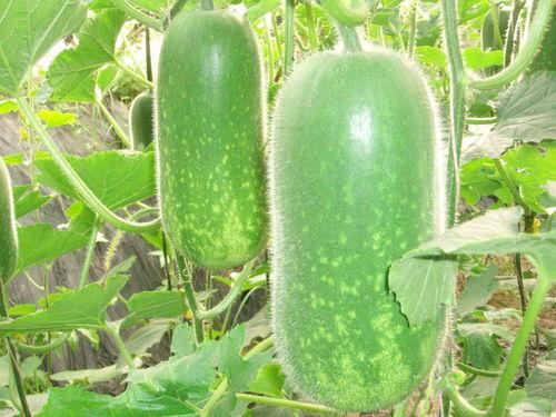 网络吃瓜骗局视频大全,视频大全带你识破陷阱