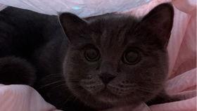 小猫可以吃蔬瓜吗怎么吃,健康美味两不误