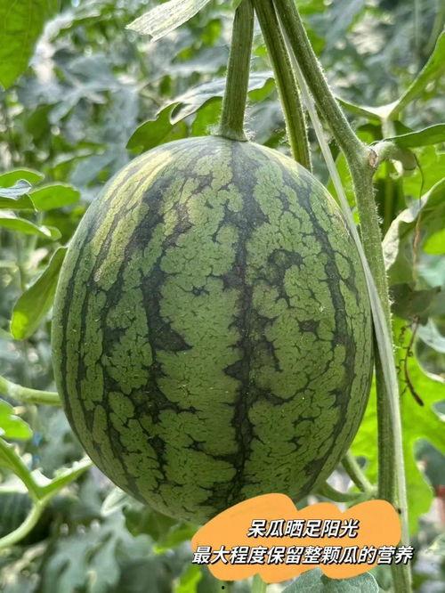 吃瓜少年就爱吃瓜,揭秘瓜界美食的诱惑与魅力