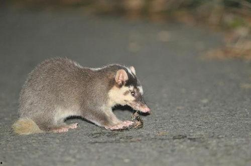 吃瓜猹照片,网络红人背后的故事