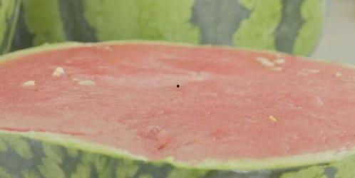 最近的吃瓜福利,揭秘近期热门吃瓜福利大盘点