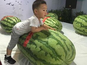 东营吃瓜事件最新,一场网络热议背后的真相与反思