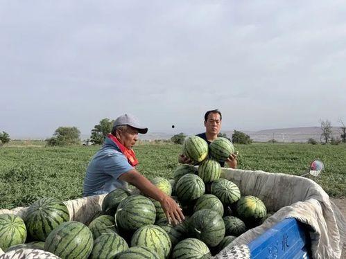 广西建工员工吃瓜,吃瓜现场直击，揭秘职场“瓜田”趣事