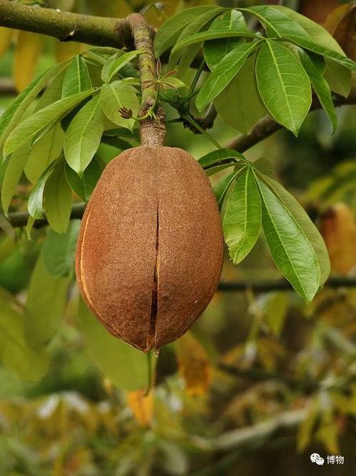 光瓜栗的瓜怎么吃,解锁夏日清新瓜果新吃法