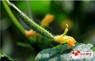 梦到吃白色的瓜,揭秘吃白色瓜的神秘寓意