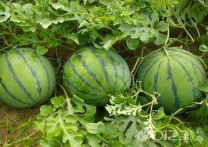 吃瓜的吗吃瓜的,网络热词背后的文化现象