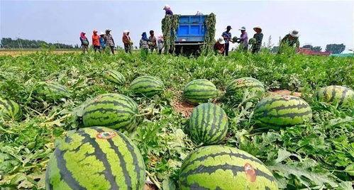 河北矿区公园吃瓜,共享清凉时光