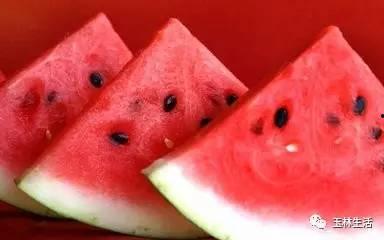 用命来看吃瓜,揭秘吃瓜背后的生死较量